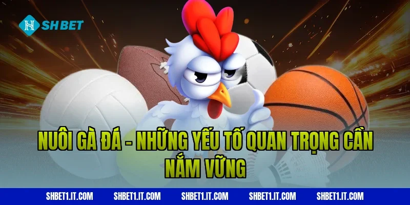 Nuôi gà đá - Những yếu tố quan trọng cần nắm vững