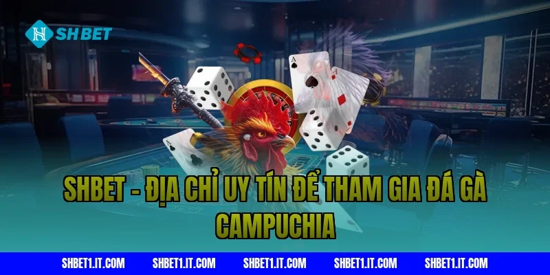 Shbet - Địa chỉ uy tín để tham gia đá gà Campuchia