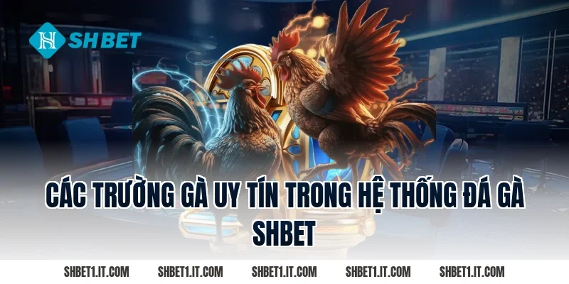 Các trường gà uy tín trong hệ thống Đá gà SHBET